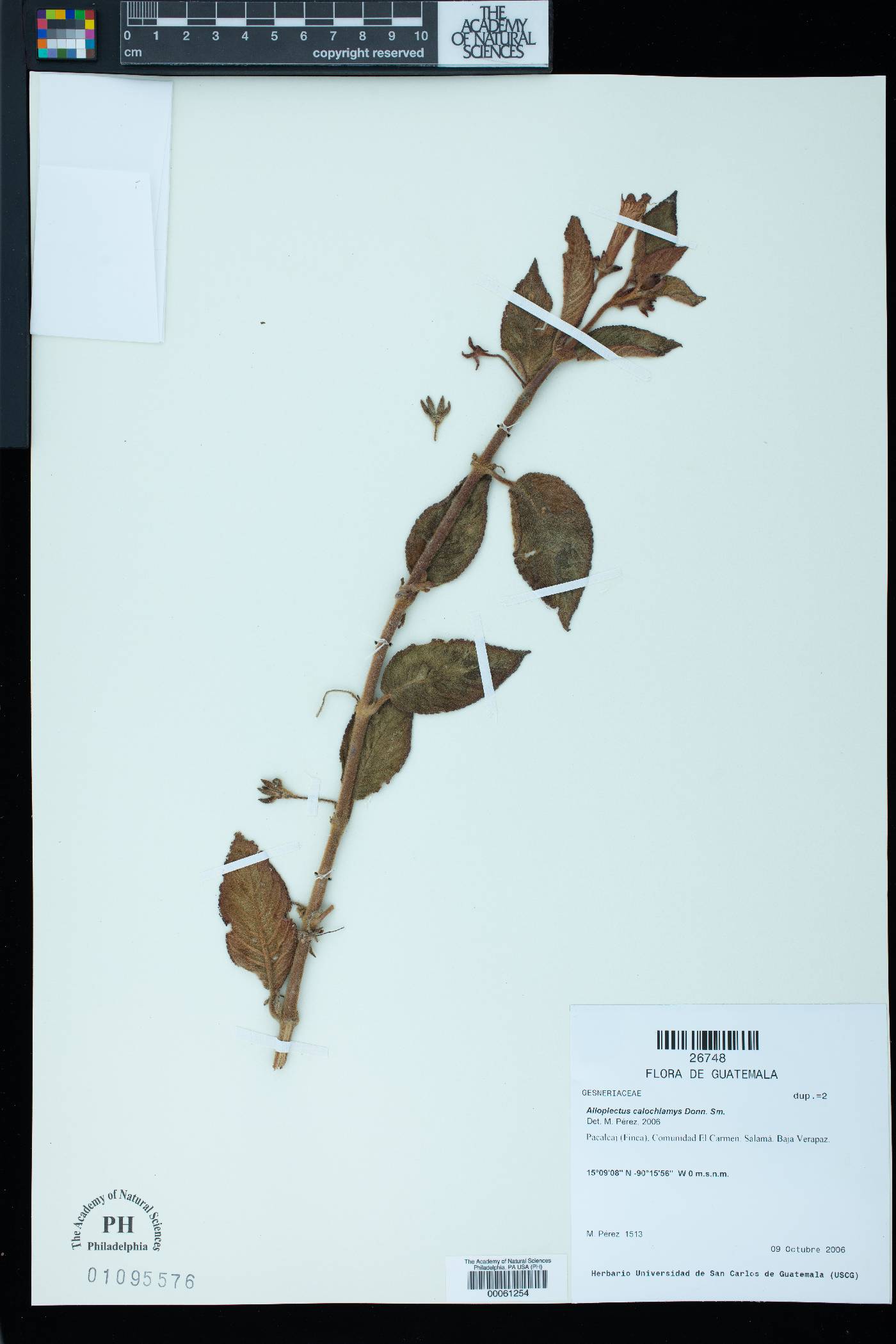 Cobananthus calochlamys image