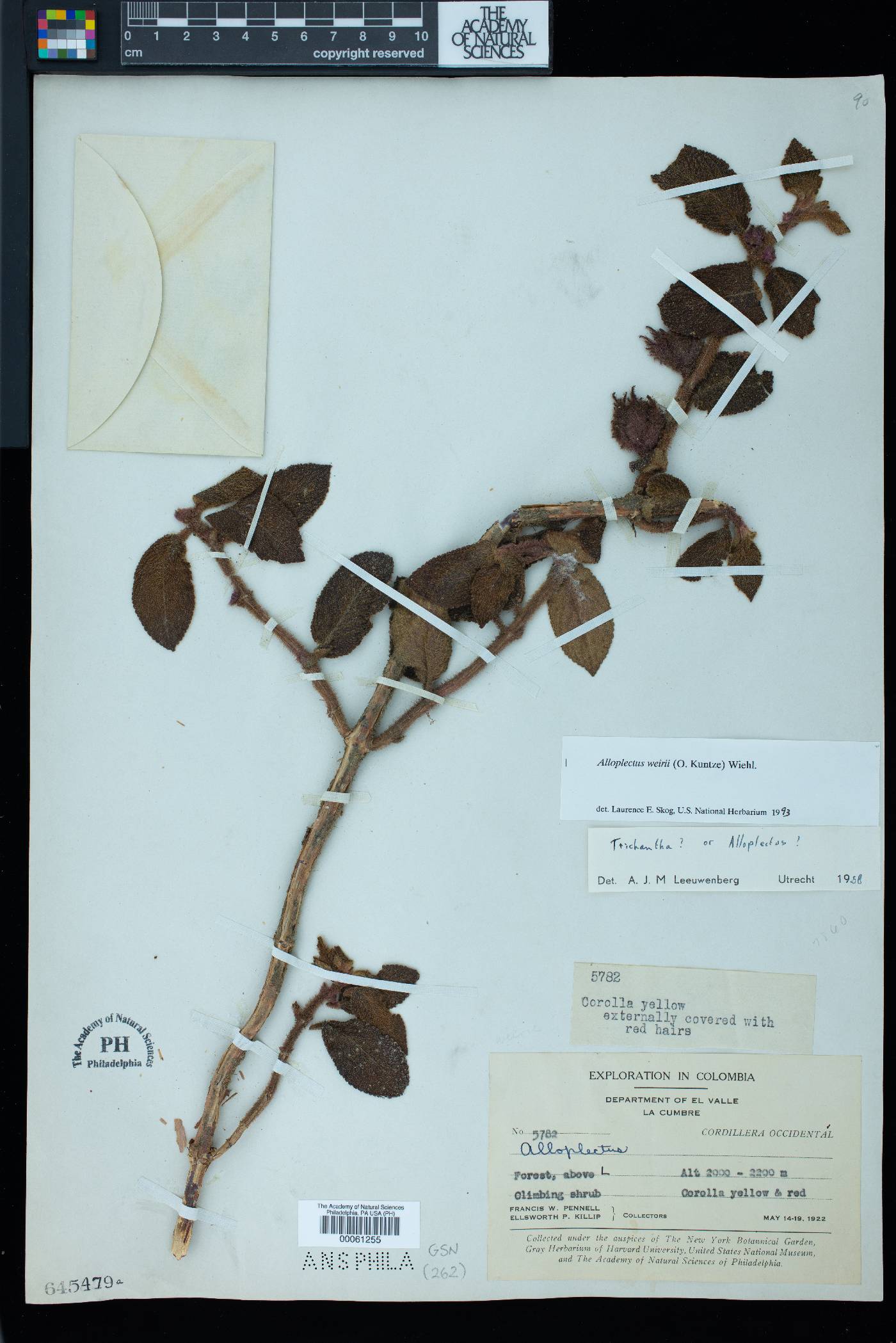 Alloplectus weirii image