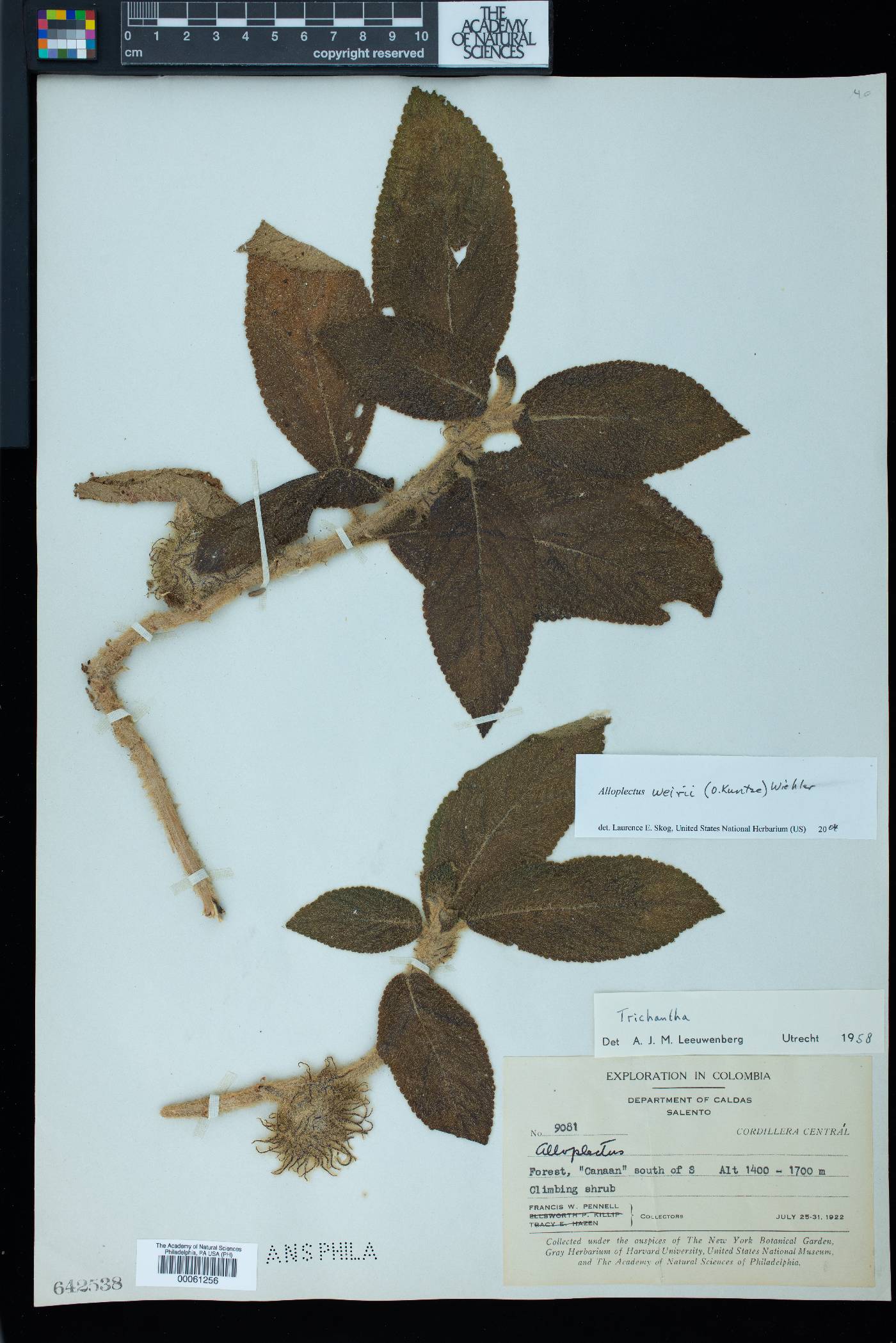 Alloplectus weirii image