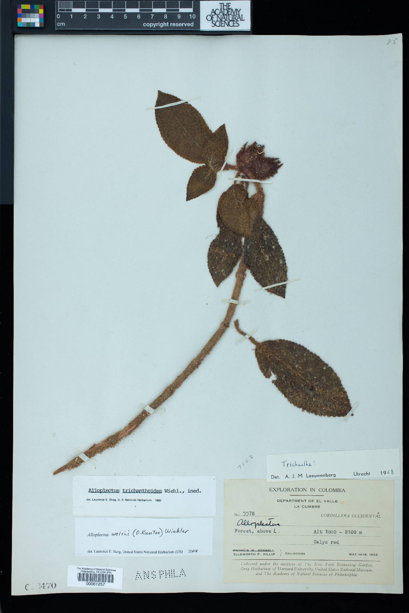 Alloplectus weirii image