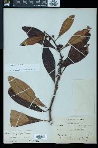 Image of Besleria angustiflora