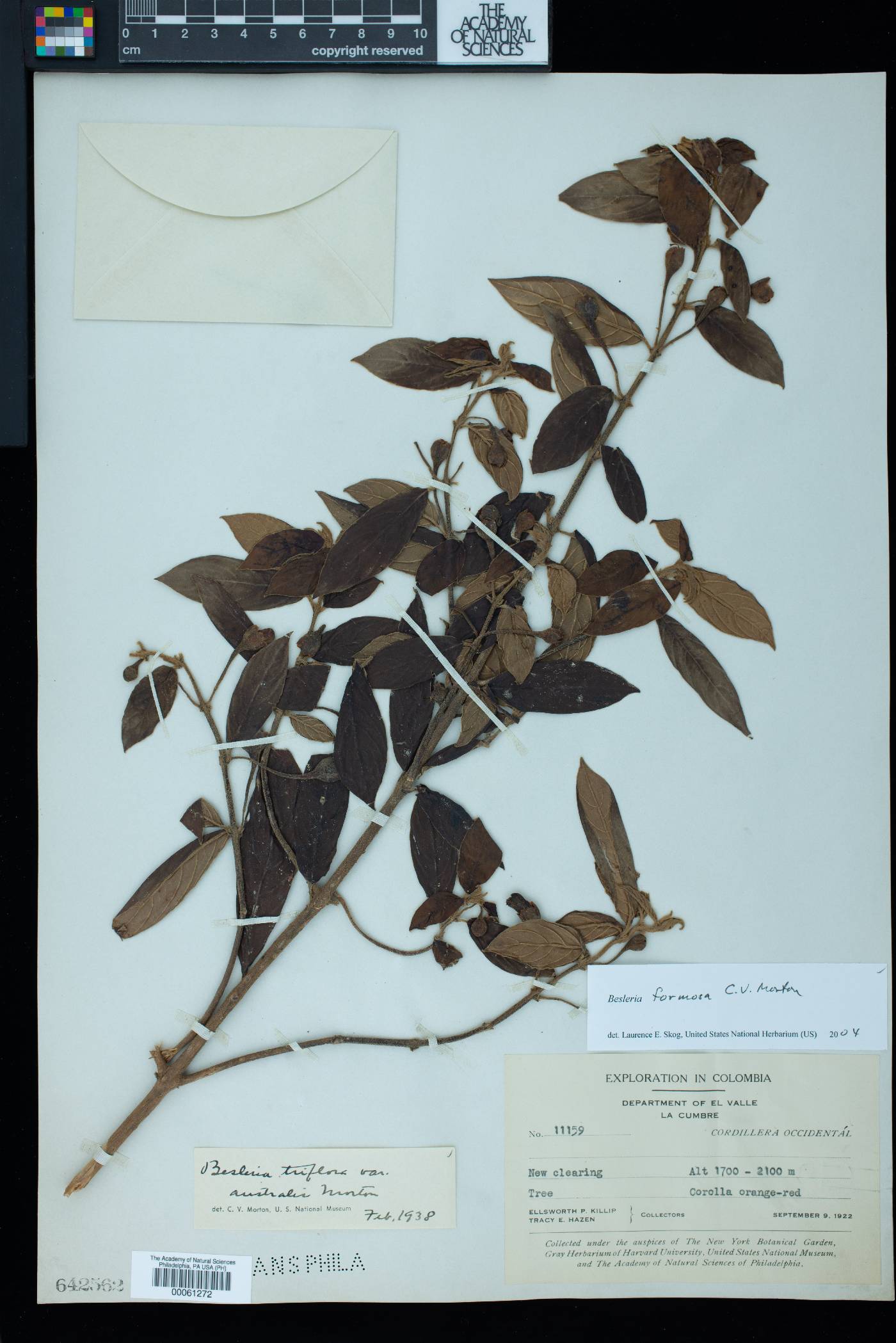 Besleria formosa image