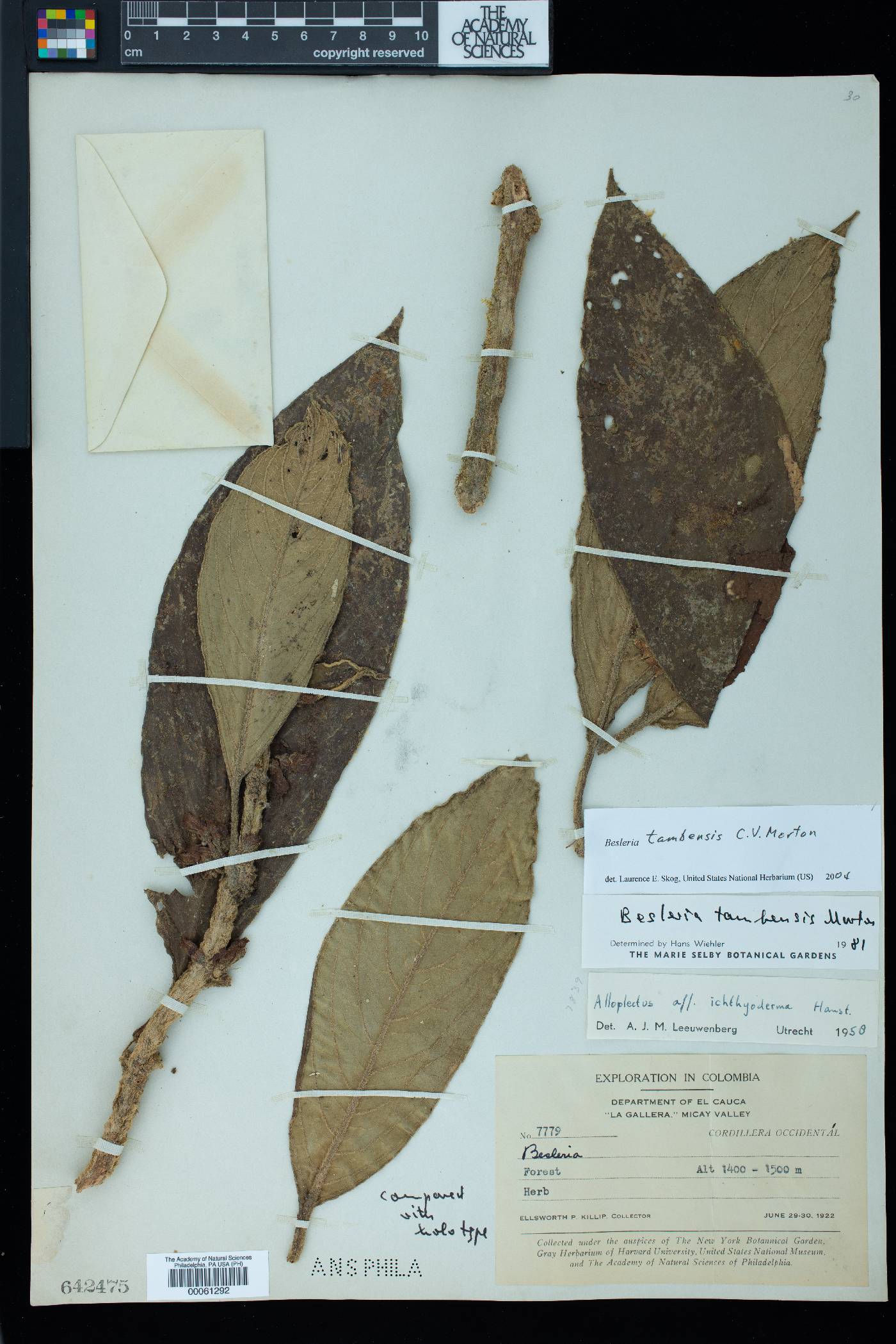 Besleria tambensis image