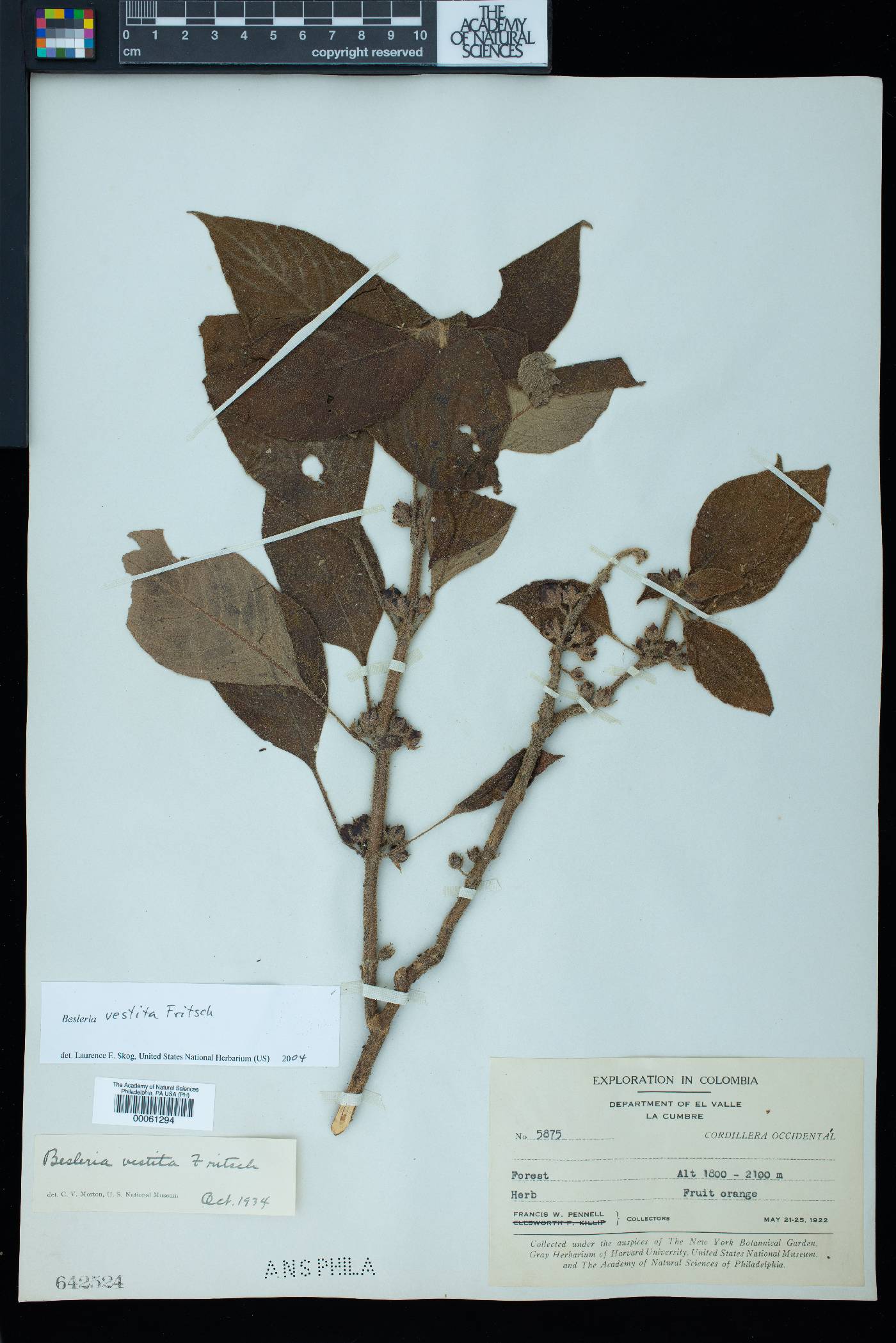 Besleria vestita image