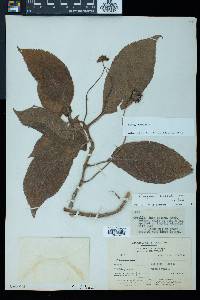 Kohleria affinis image