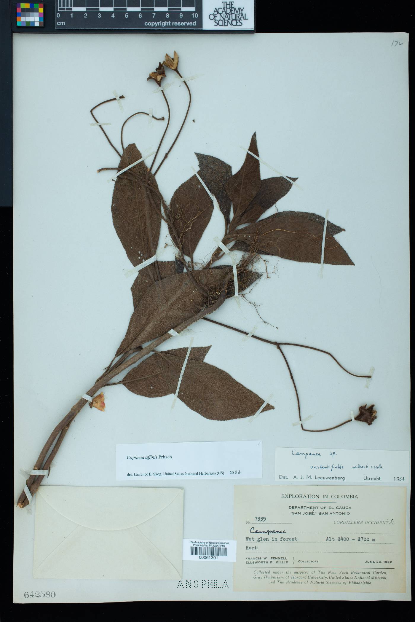Kohleria affinis image