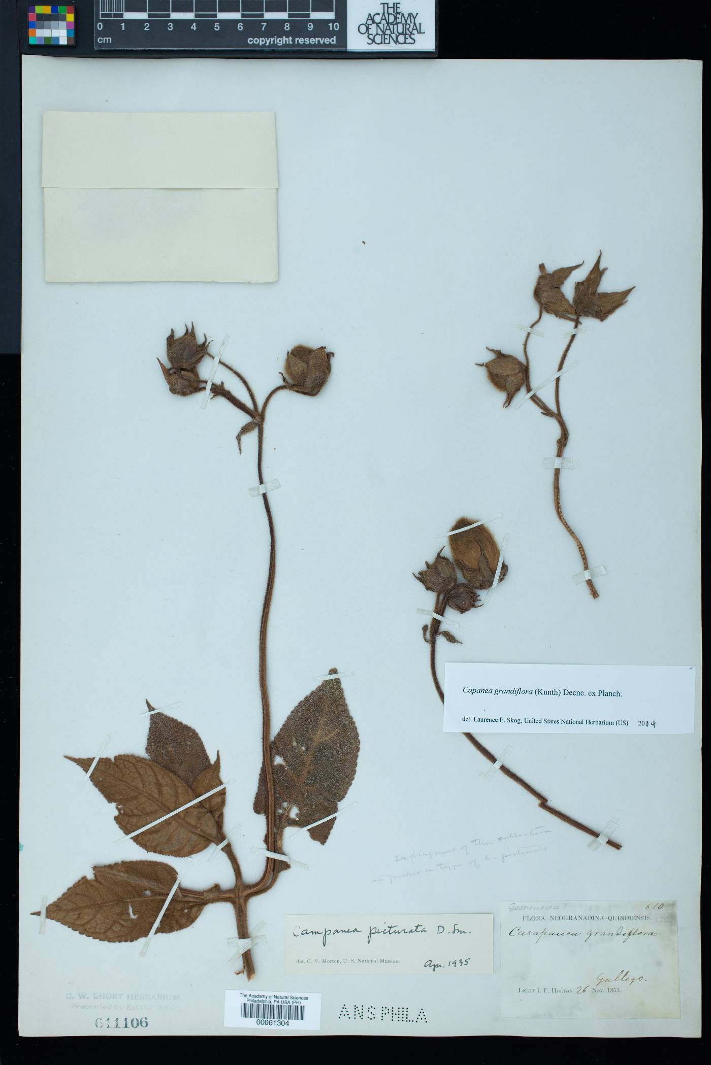 Kohleria tigridia image