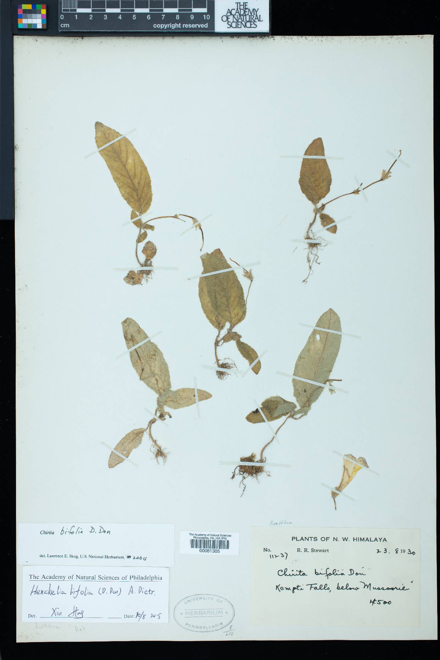 Chirita bifolia image