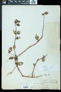 Image of Codonanthe macradenia