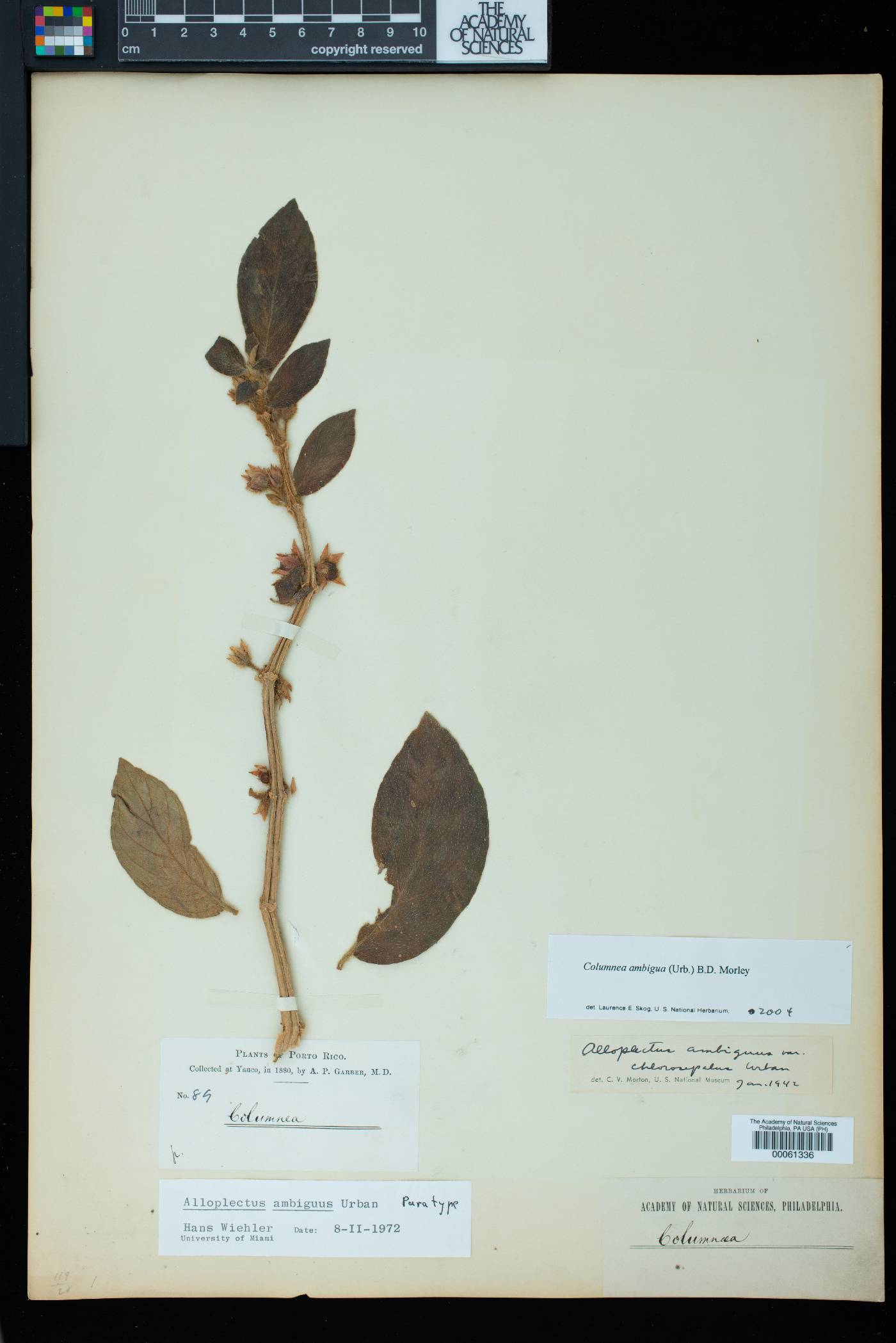 Columnea ambigua image