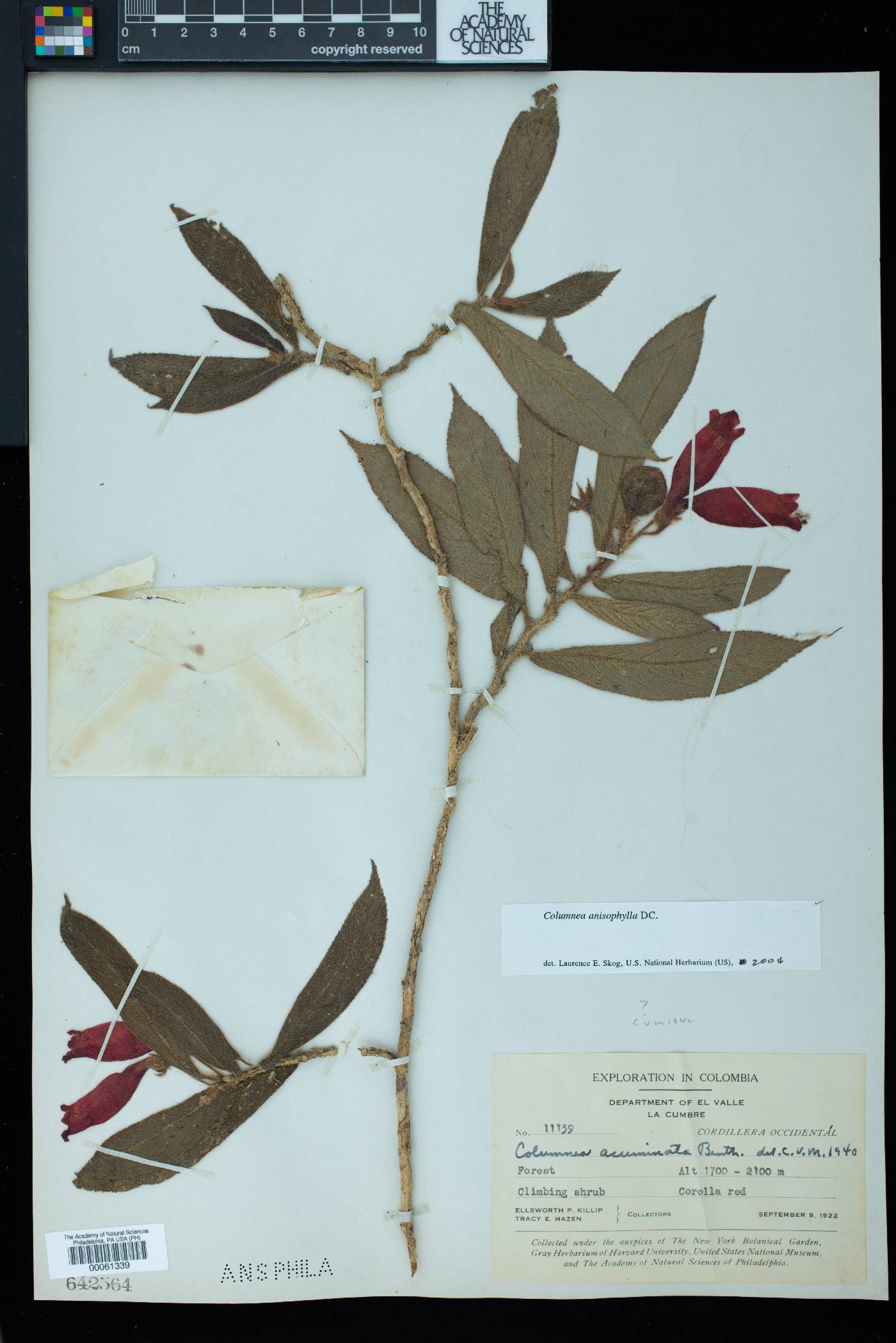 Columnea anisophylla image