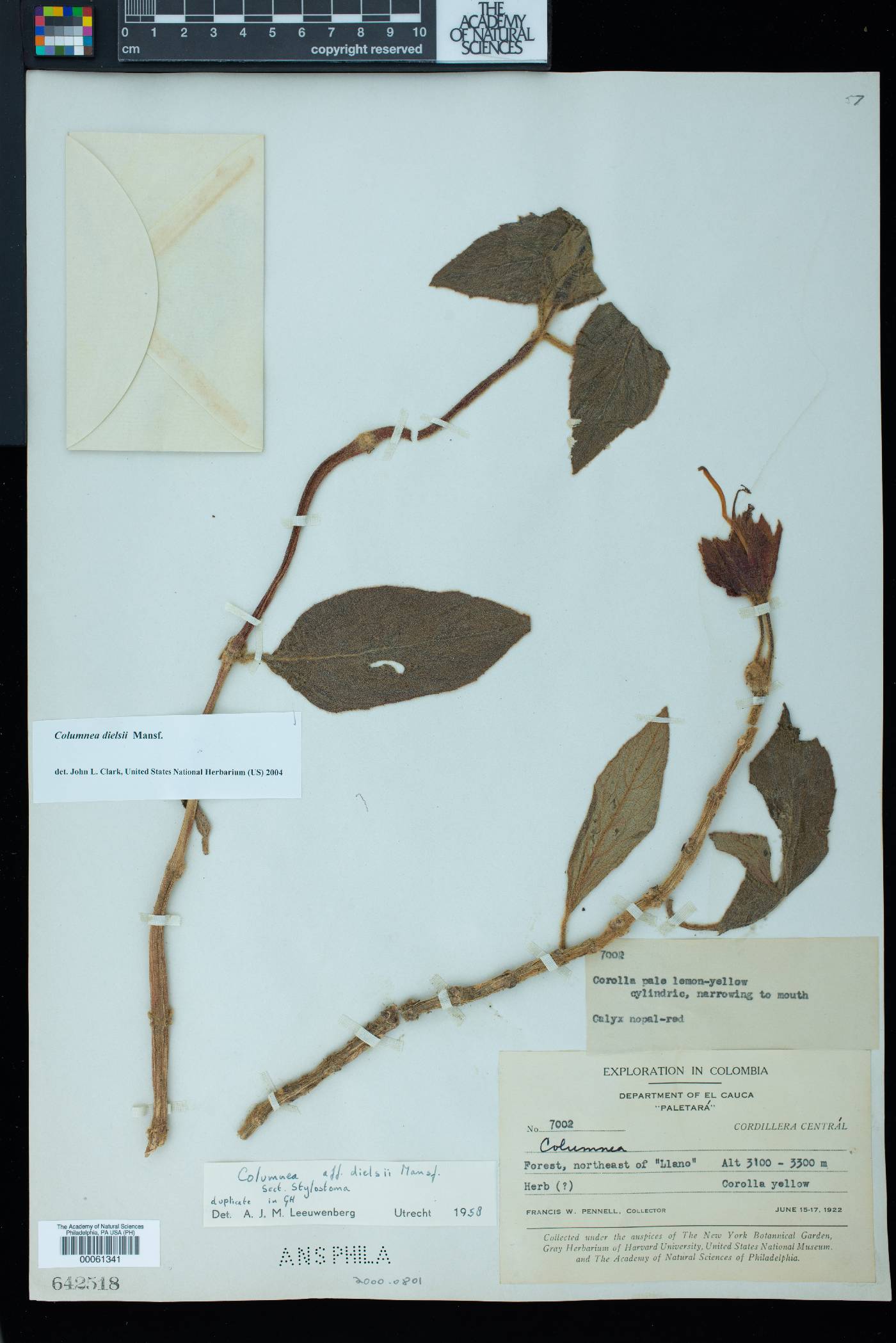 Columnea dielsii image