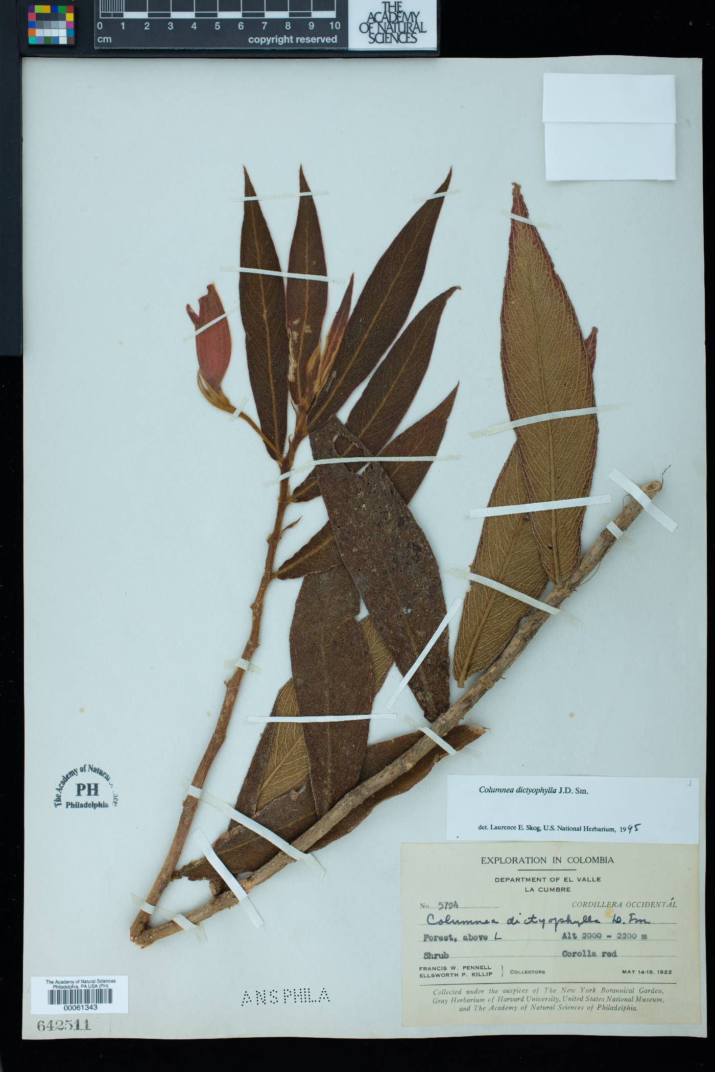 Columnea dictyophylla image