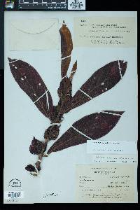 Image of Columnea dimidiata