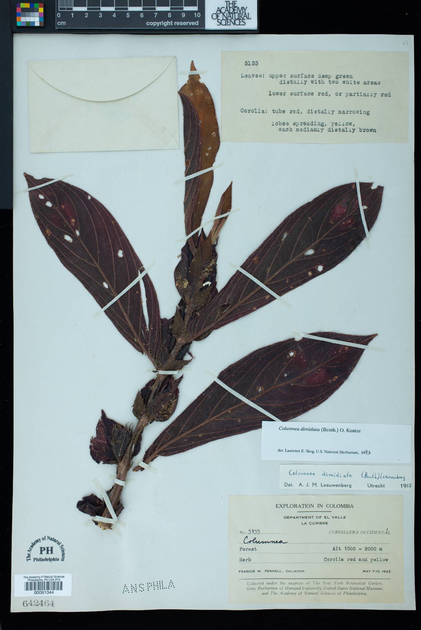Columnea dimidiata image