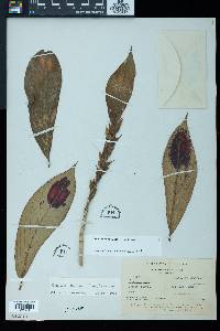 Columnea dimidiata image