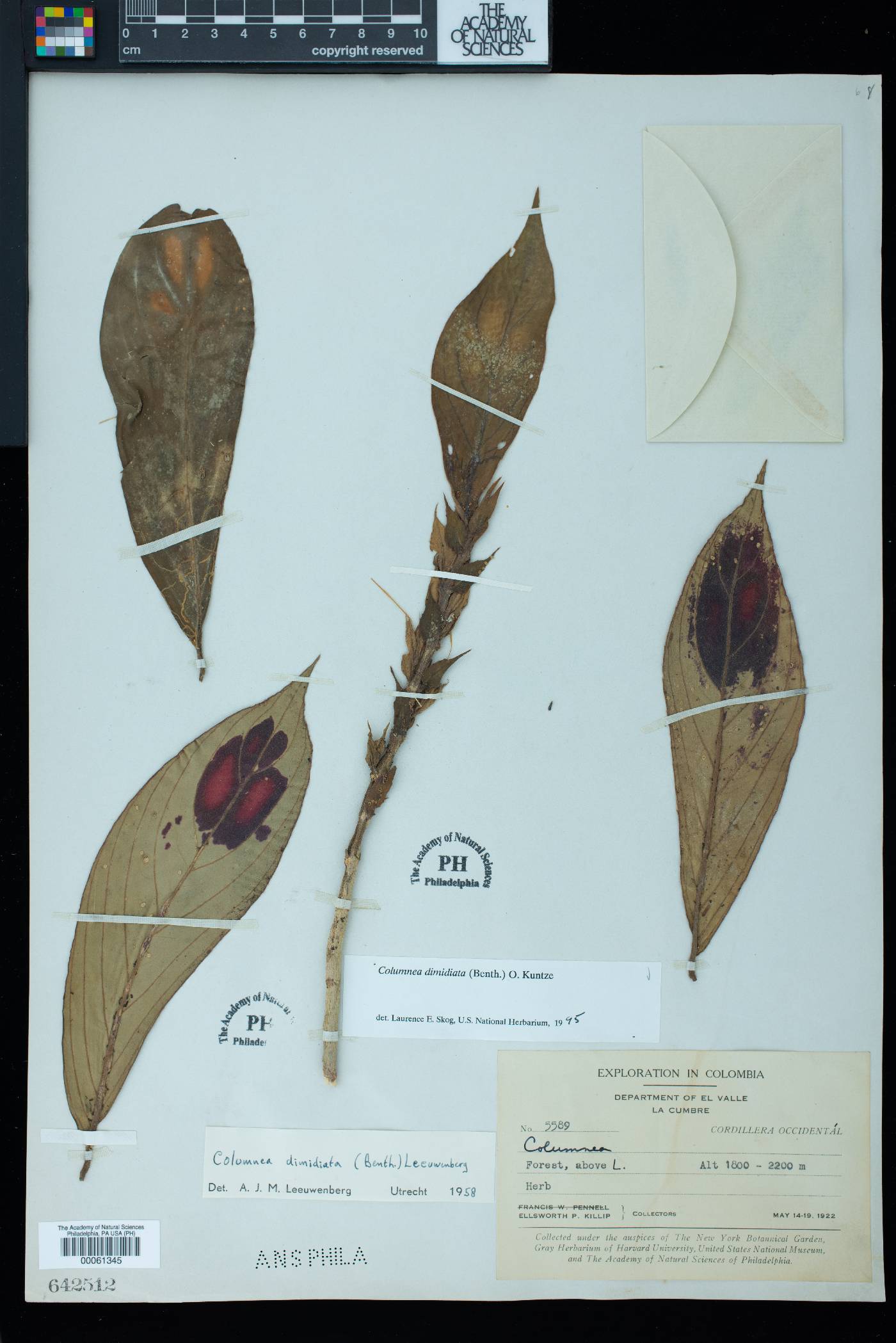 Columnea dimidiata image