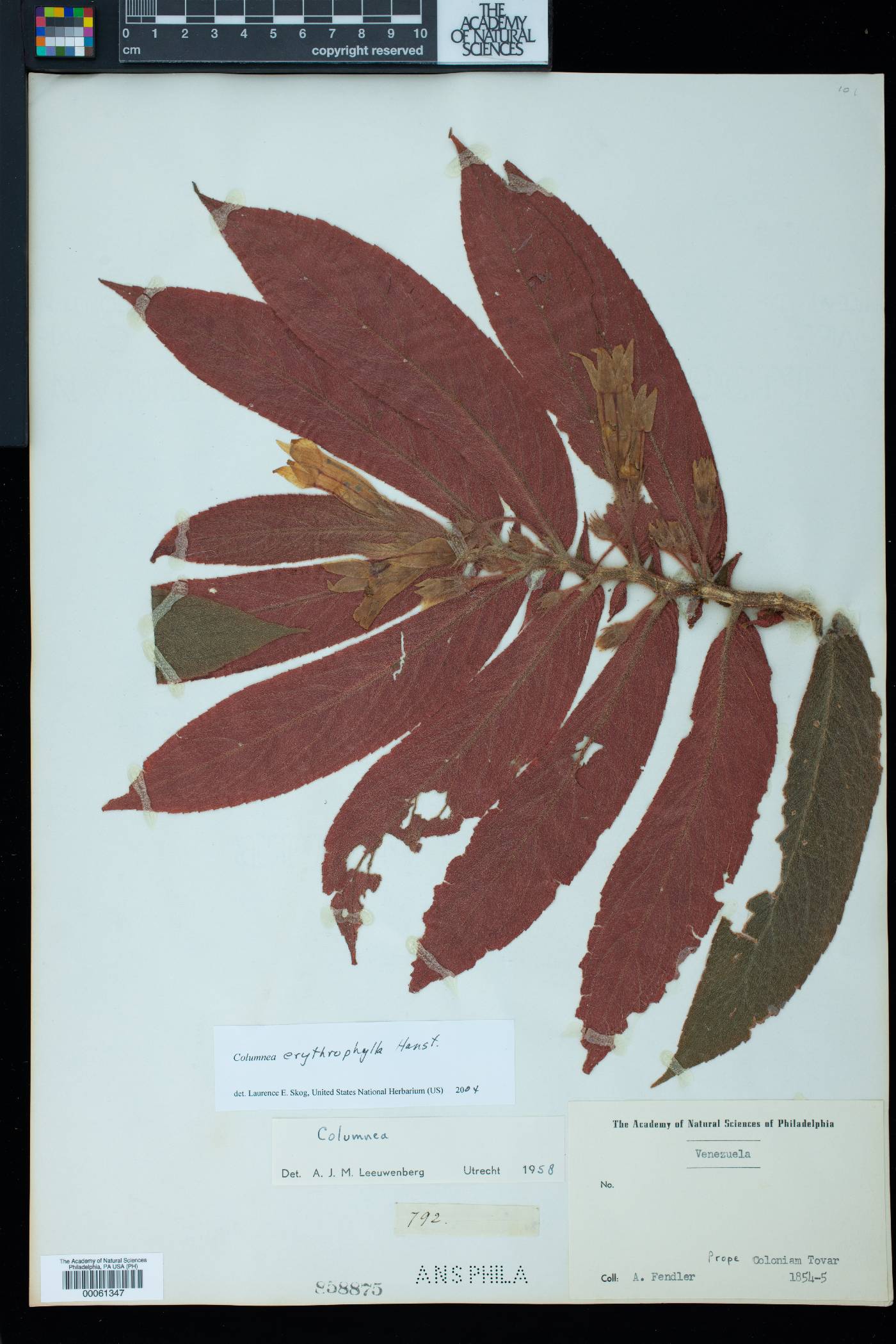 Columnea erythrophylla image