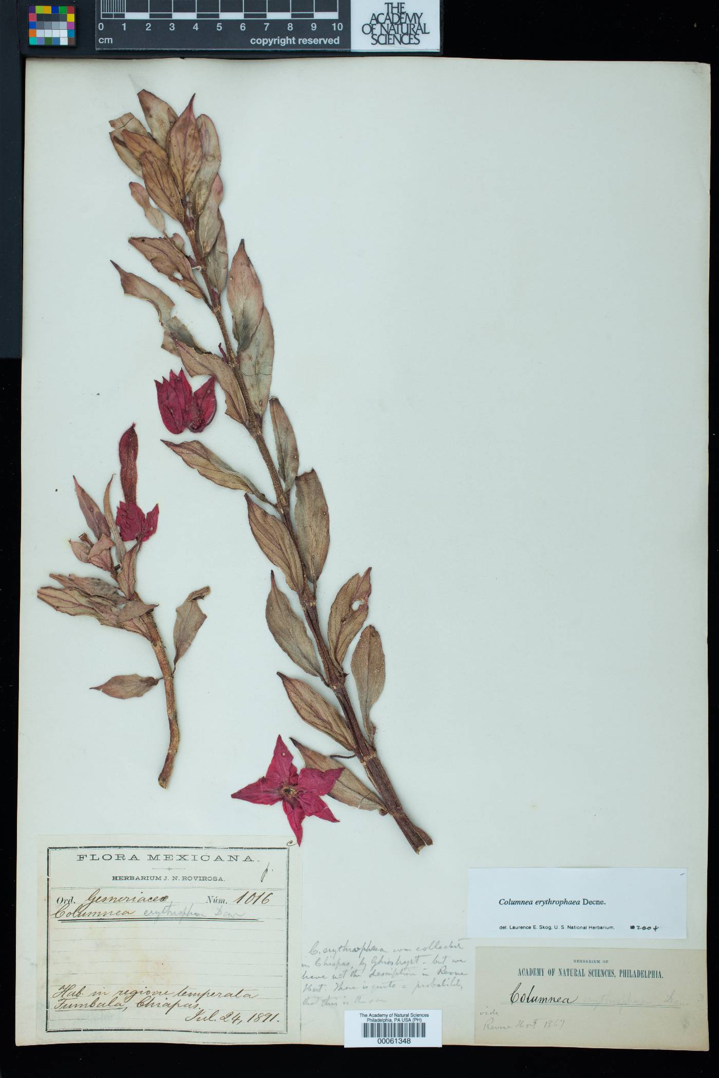 Columnea erythrophaea image