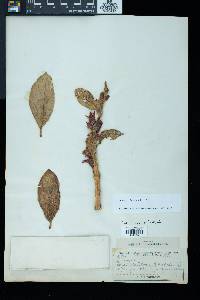 Columnea hirsuta image