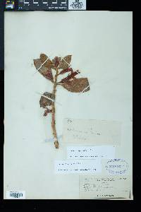 Columnea tincta image