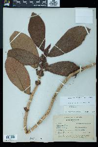 Columnea fuscihirta image