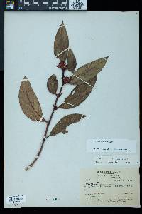 Columnea lehmannii image