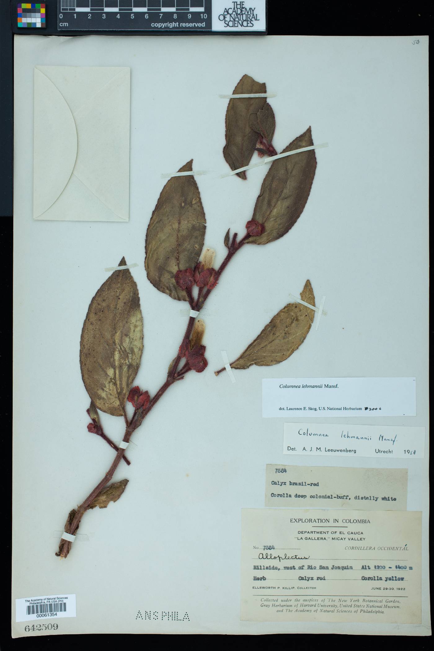 Columnea lehmannii image