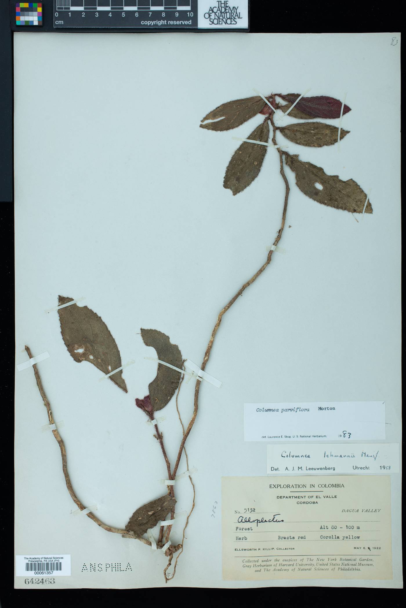 Columnea parviflora image