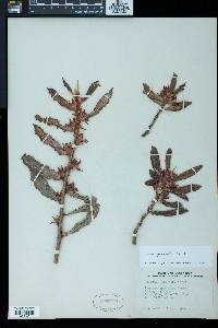 Columnea querceti image