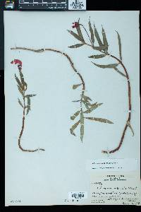 Columnea rubricaulis image