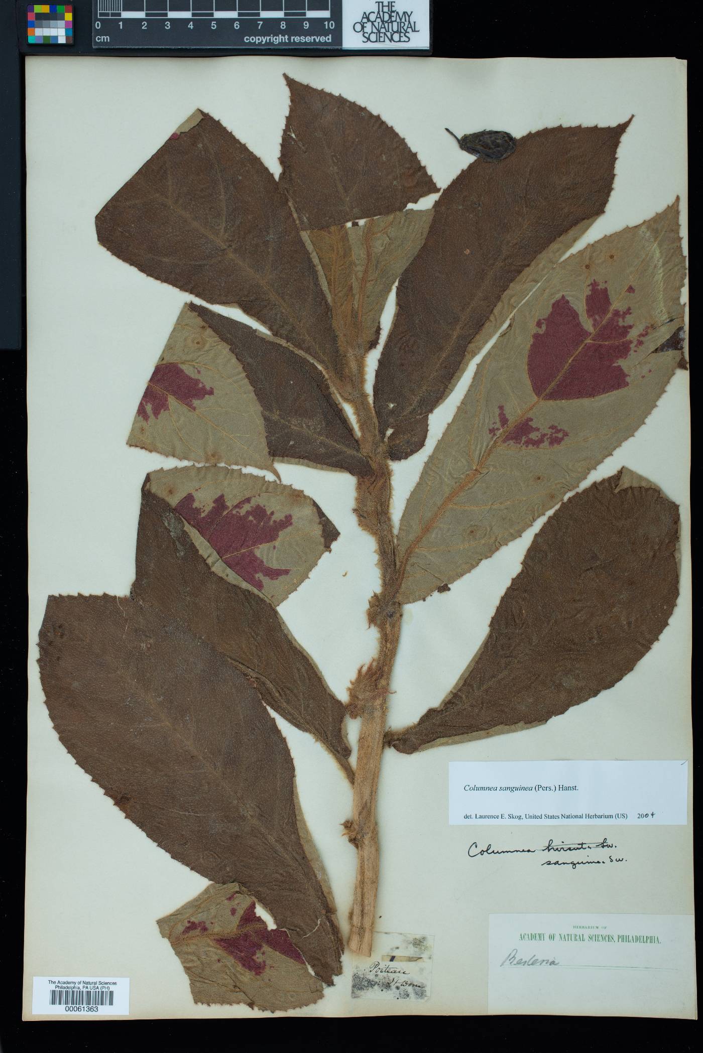 Columnea sanguinea image