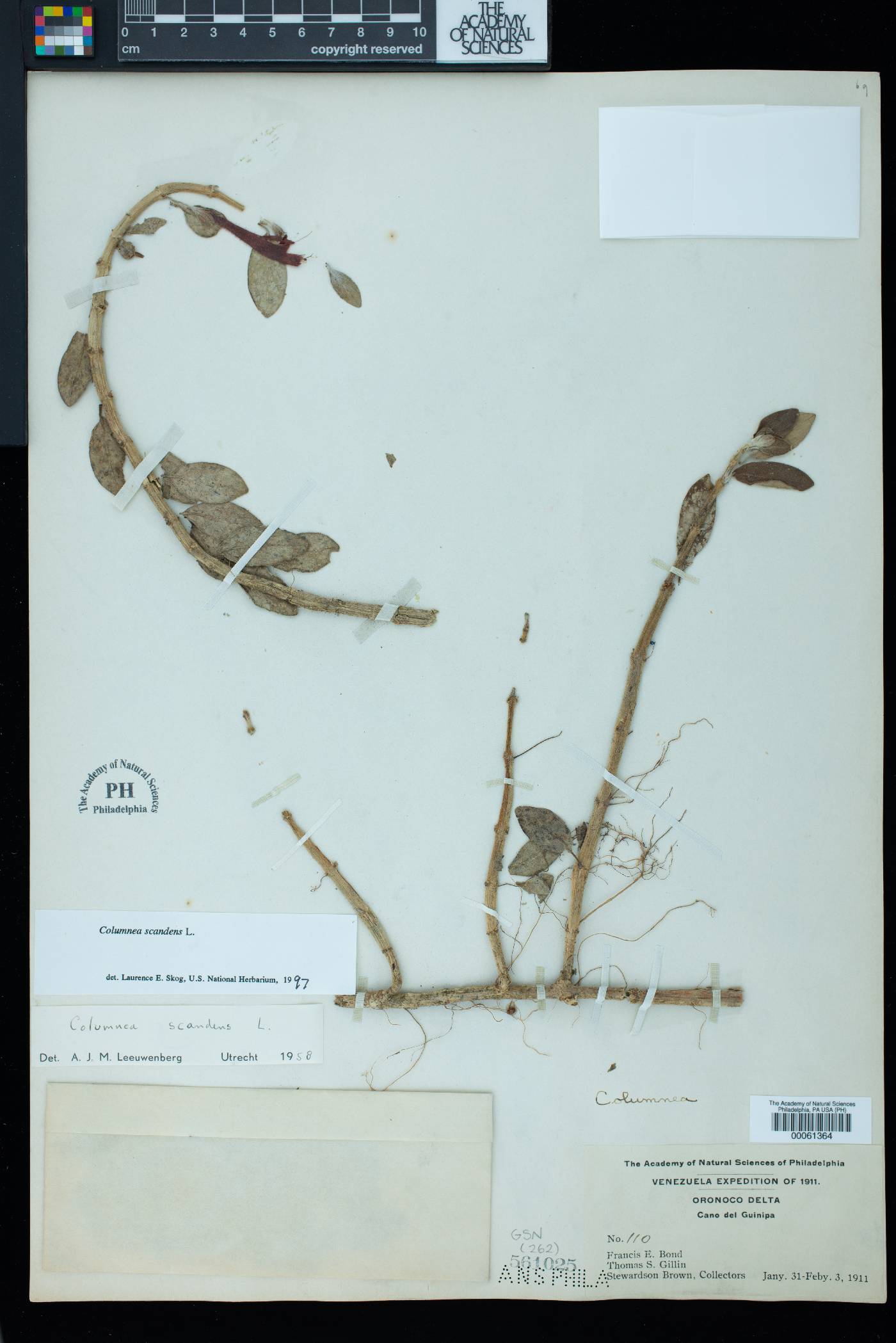 Columnea scandens image