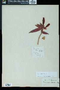 Columnea schiedeana image