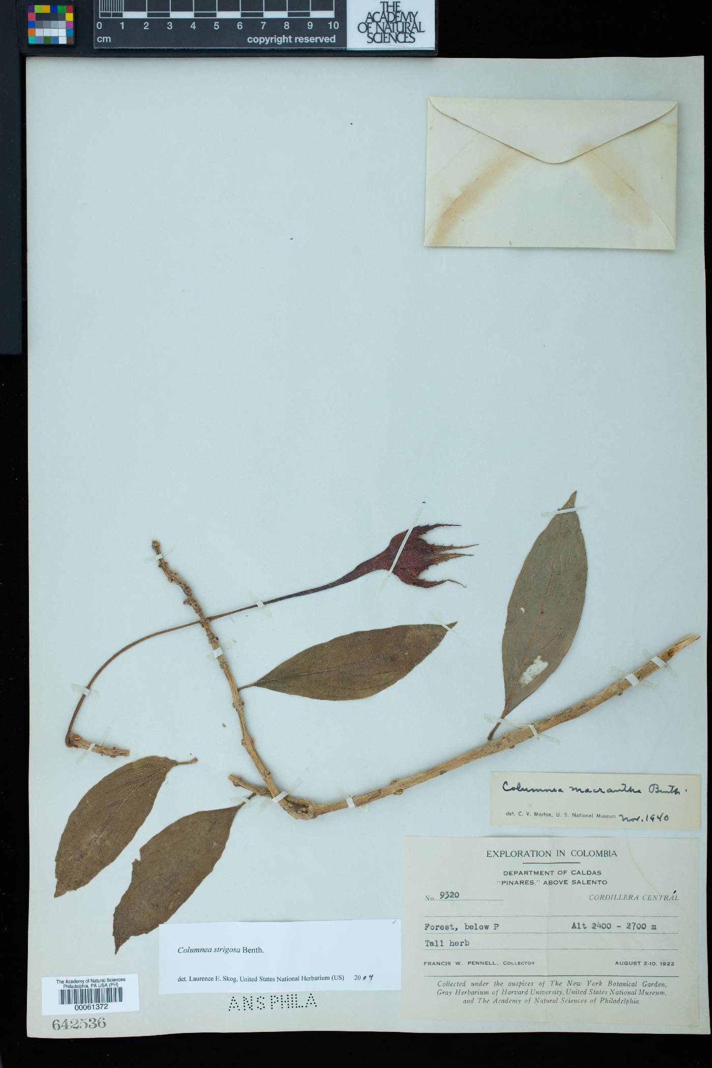 Columnea strigosa image