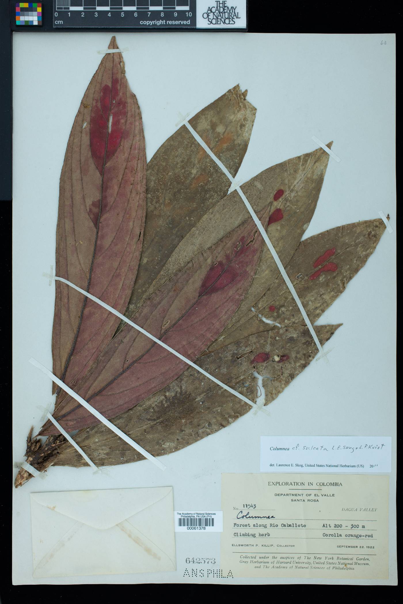 Columnea sulcata image