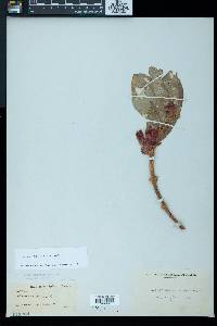 Columnea tincta image