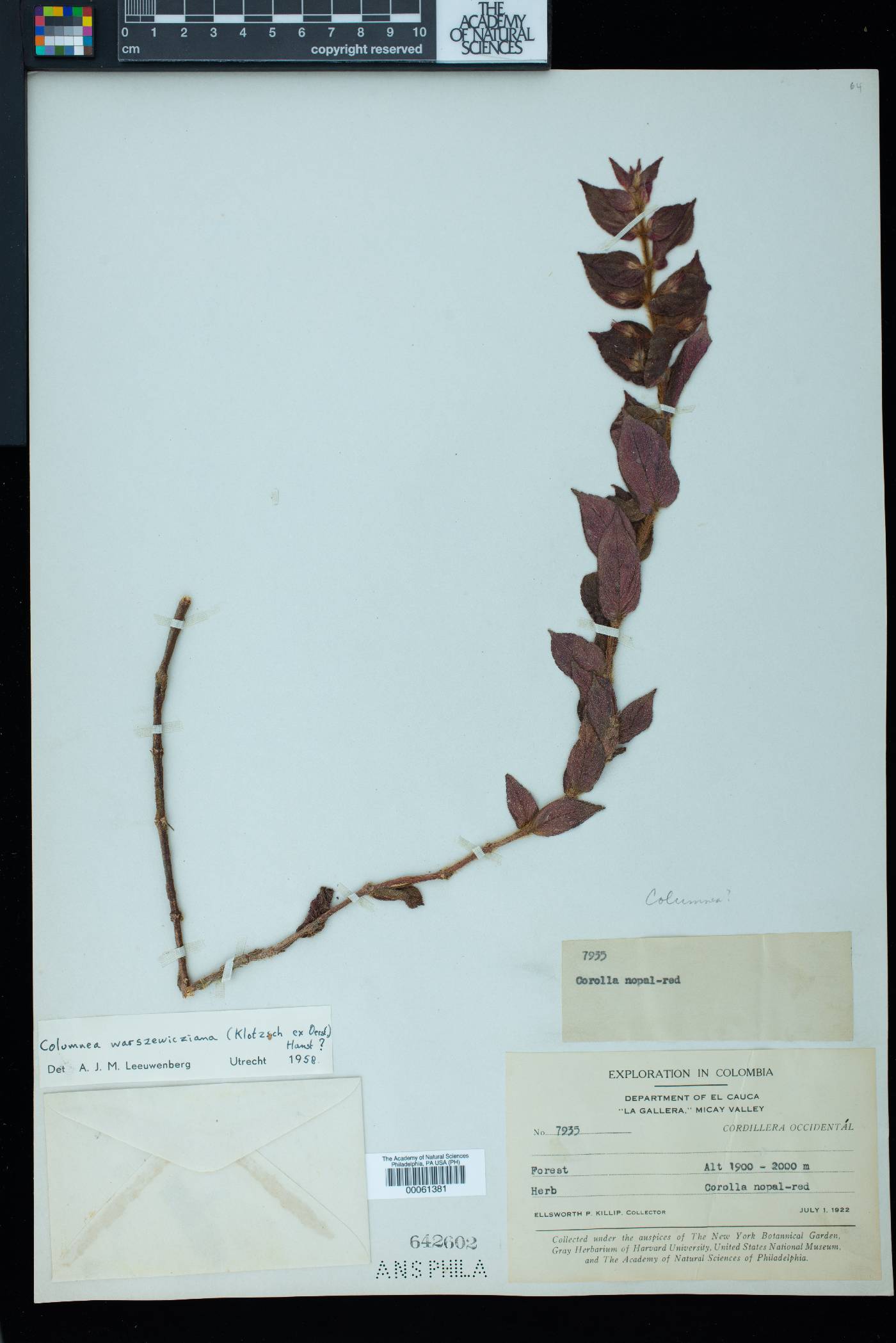 Columnea anisophylla image