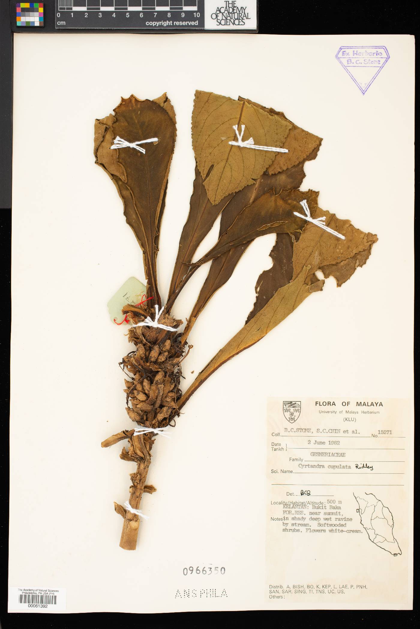 Cyrtandra cupulata image