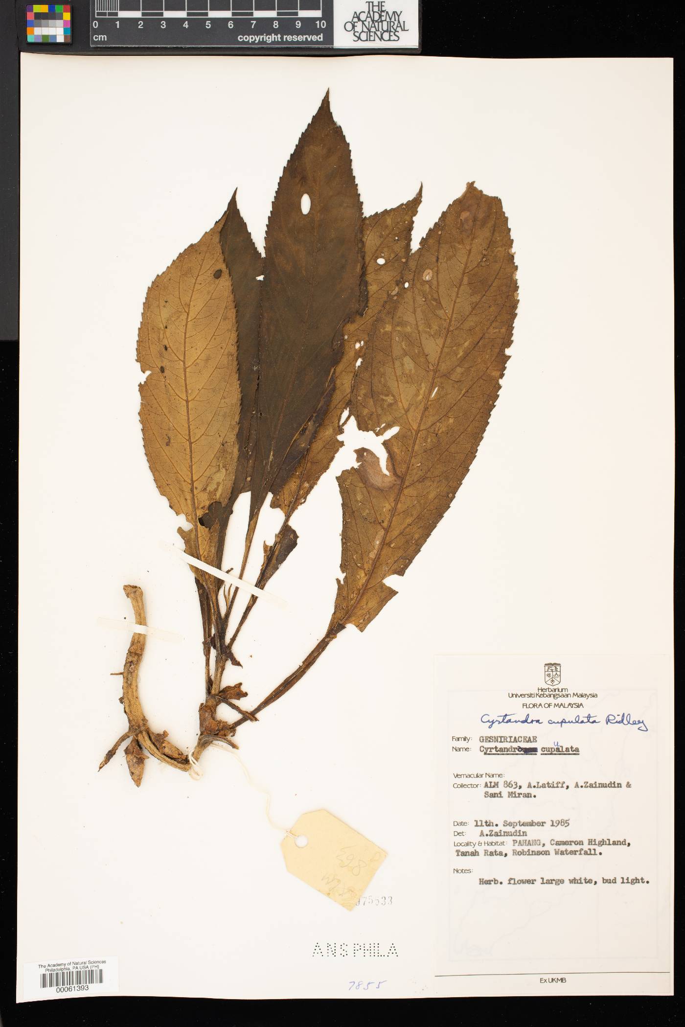 Cyrtandra cupulata image