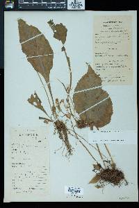 Image of Conandron ramondioides