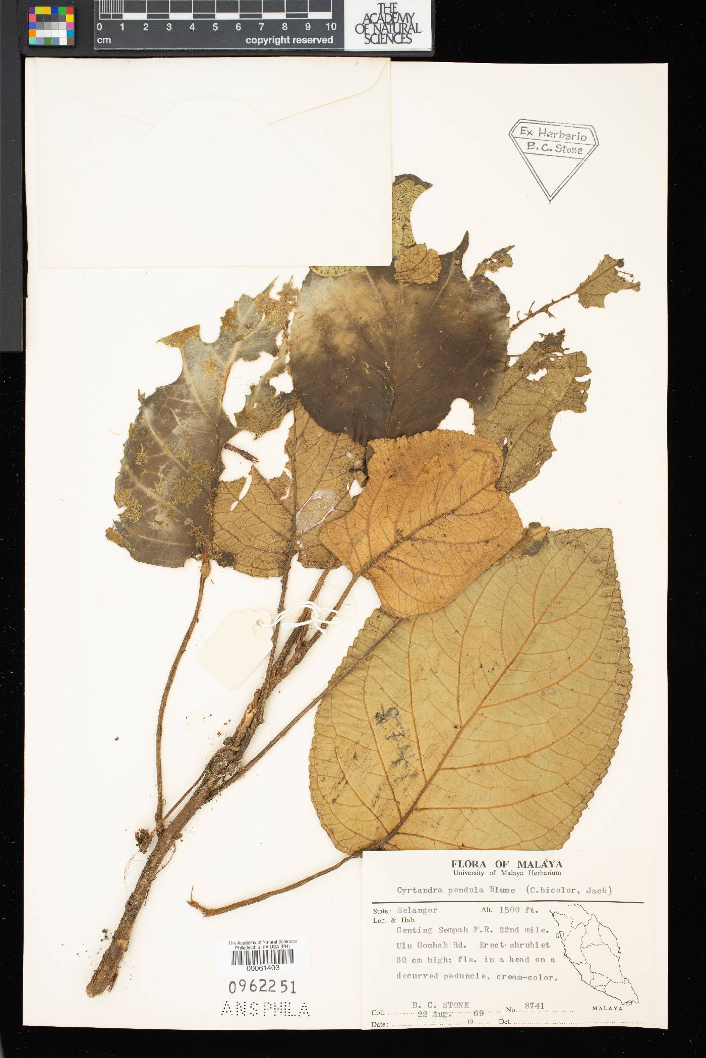 Cyrtandra pendula image