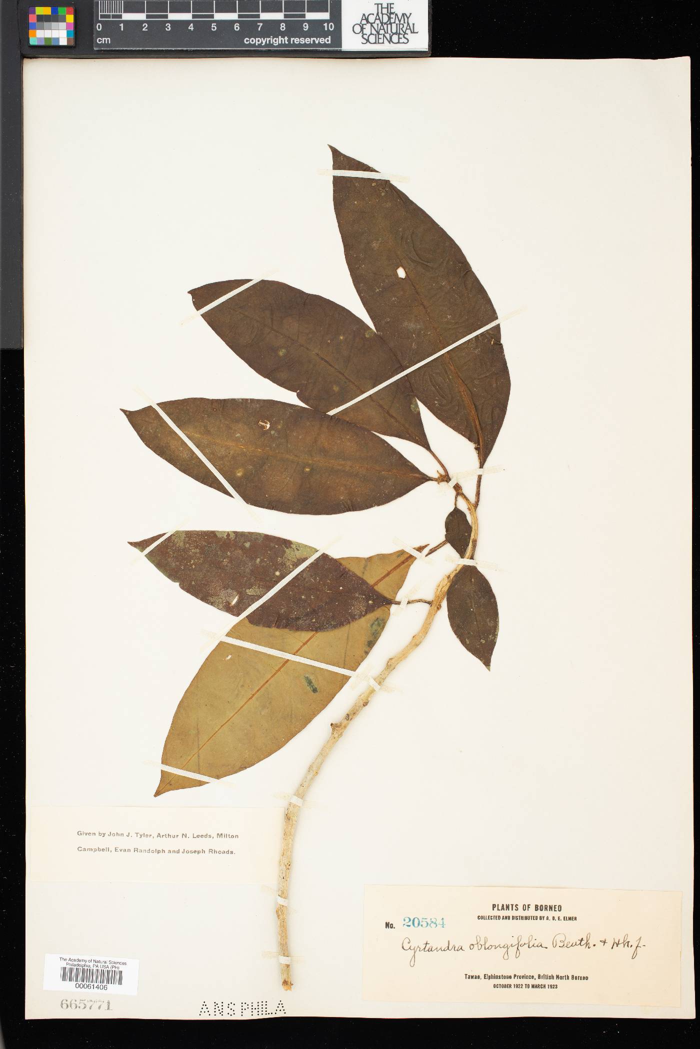 Cyrtandra oblongifolia image