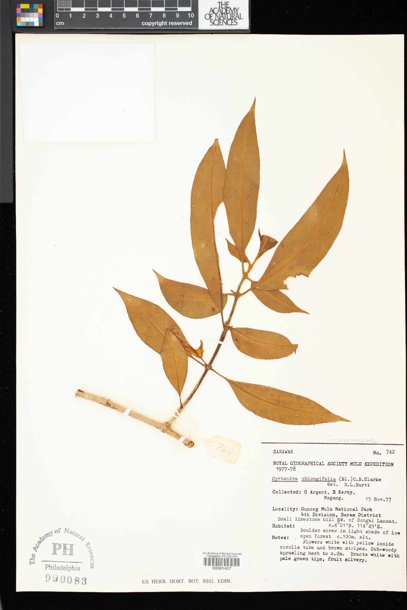 Cyrtandra oblongifolia image