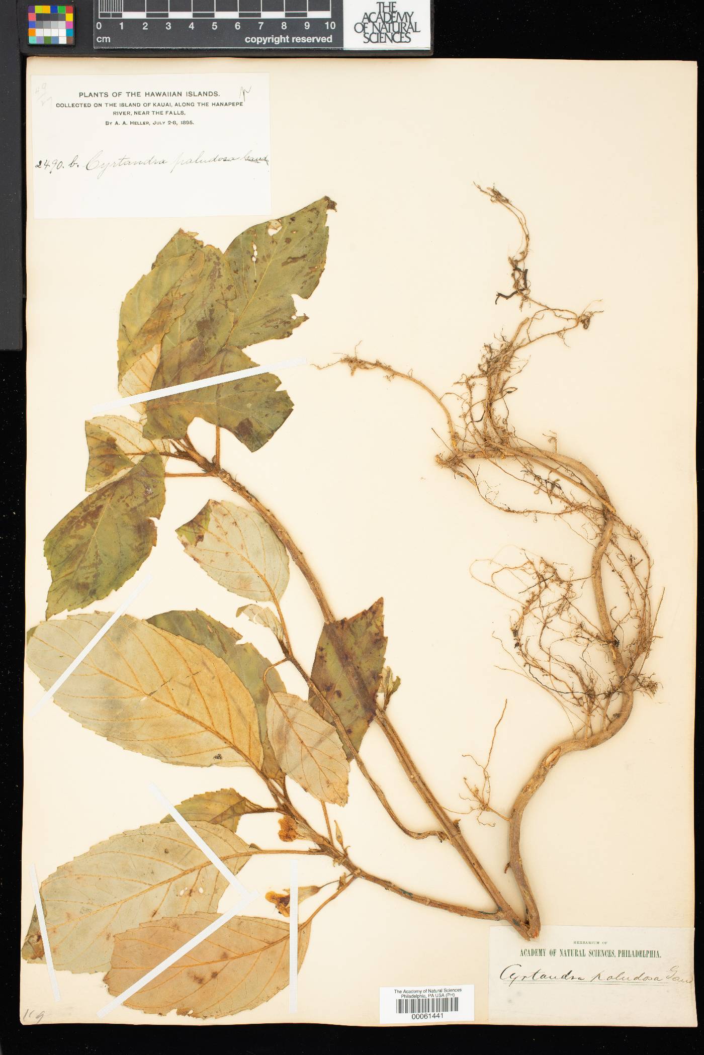 Cyrtandra paludosa image