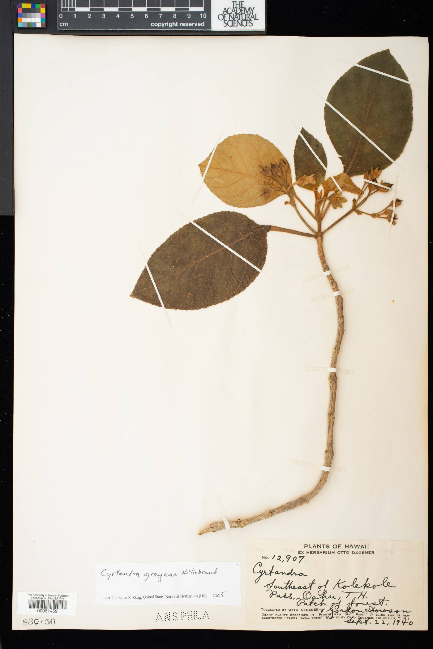 Cyrtandra grayana image