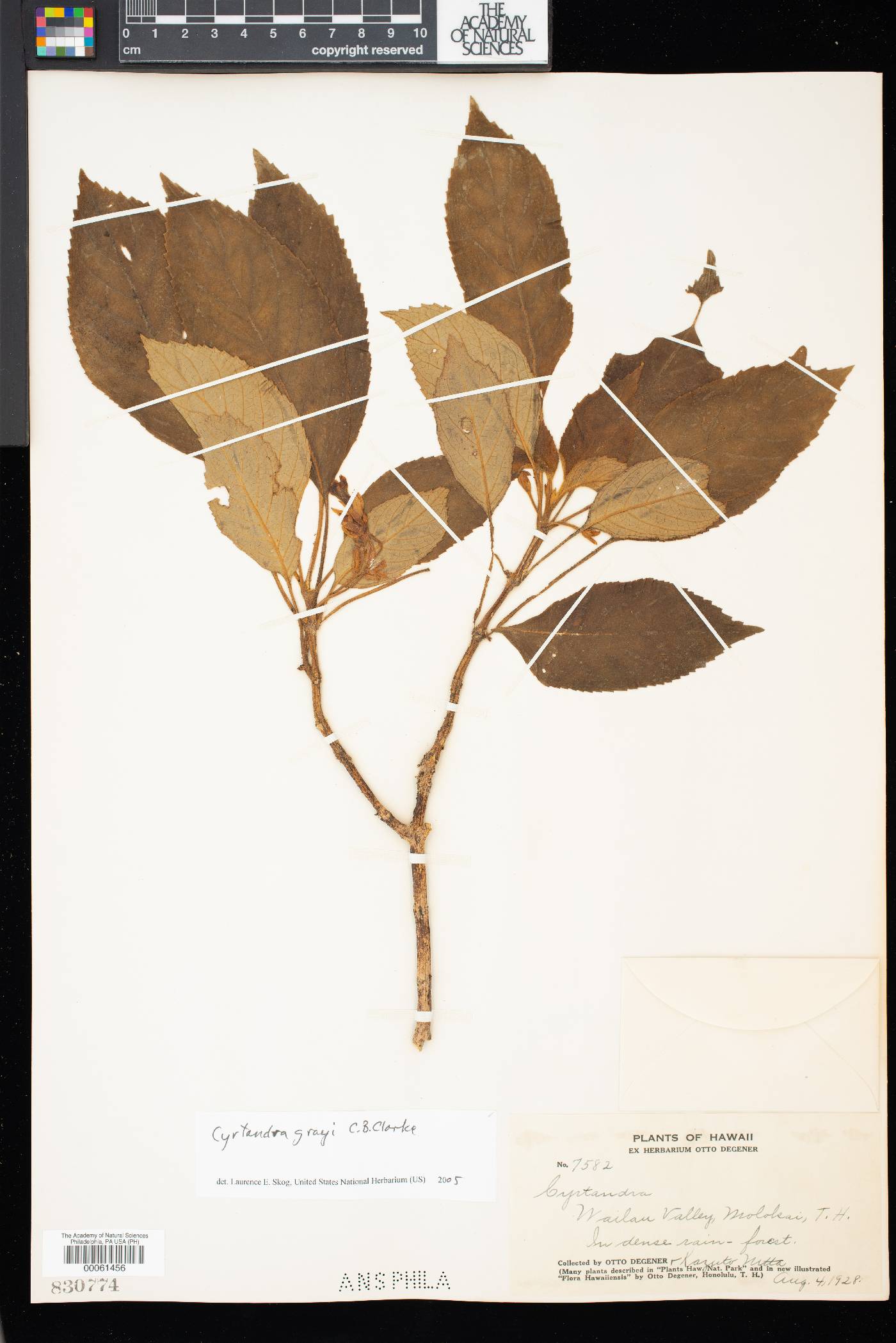 Cyrtandra grayi image