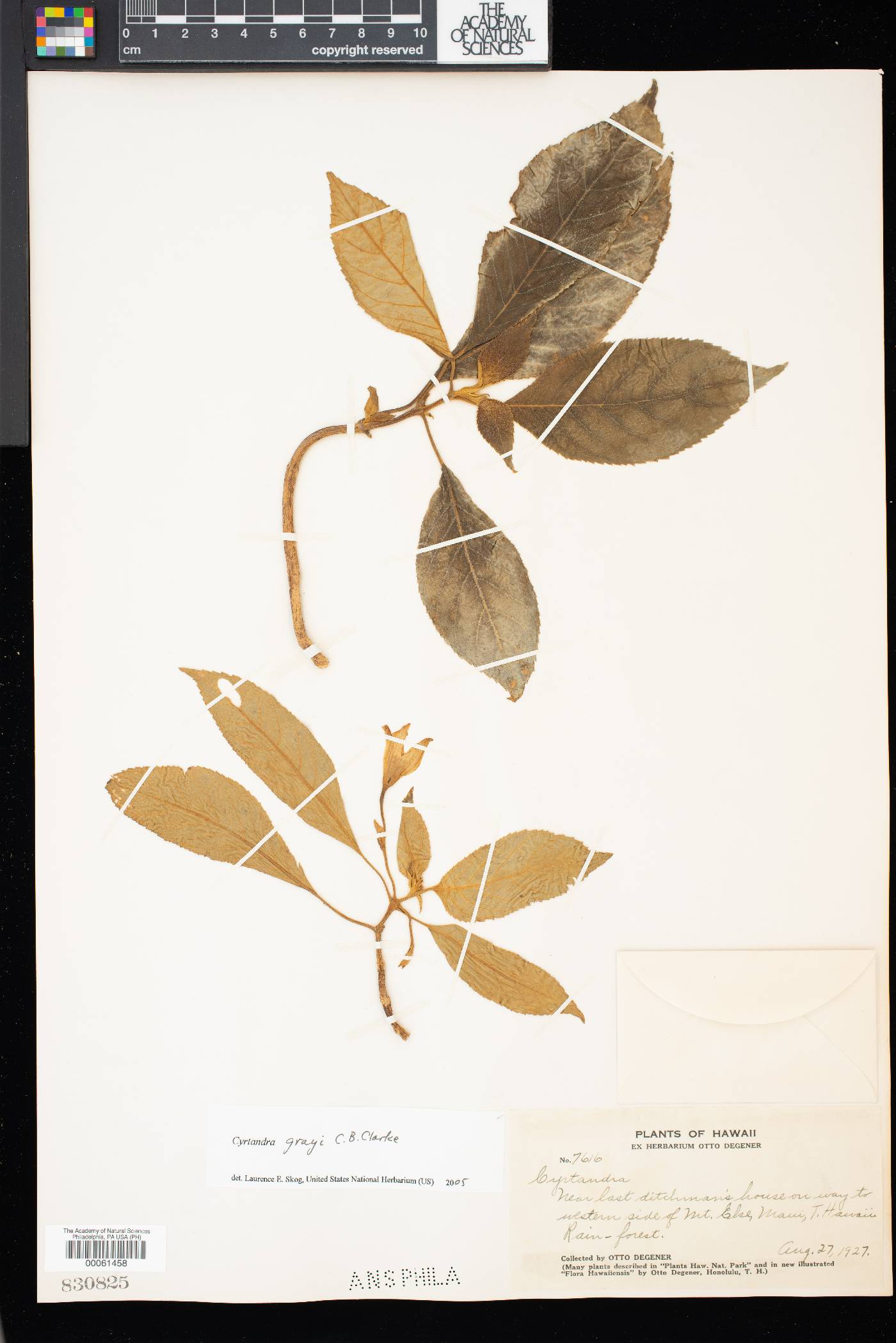 Cyrtandra grayi image