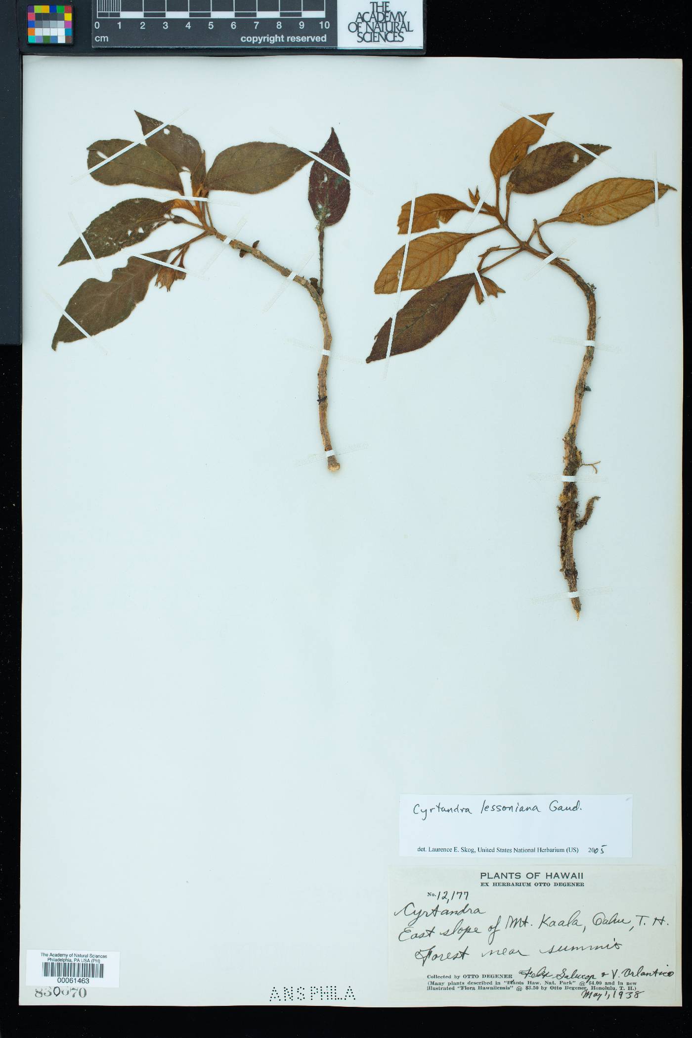 Cyrtandra lessoniana image
