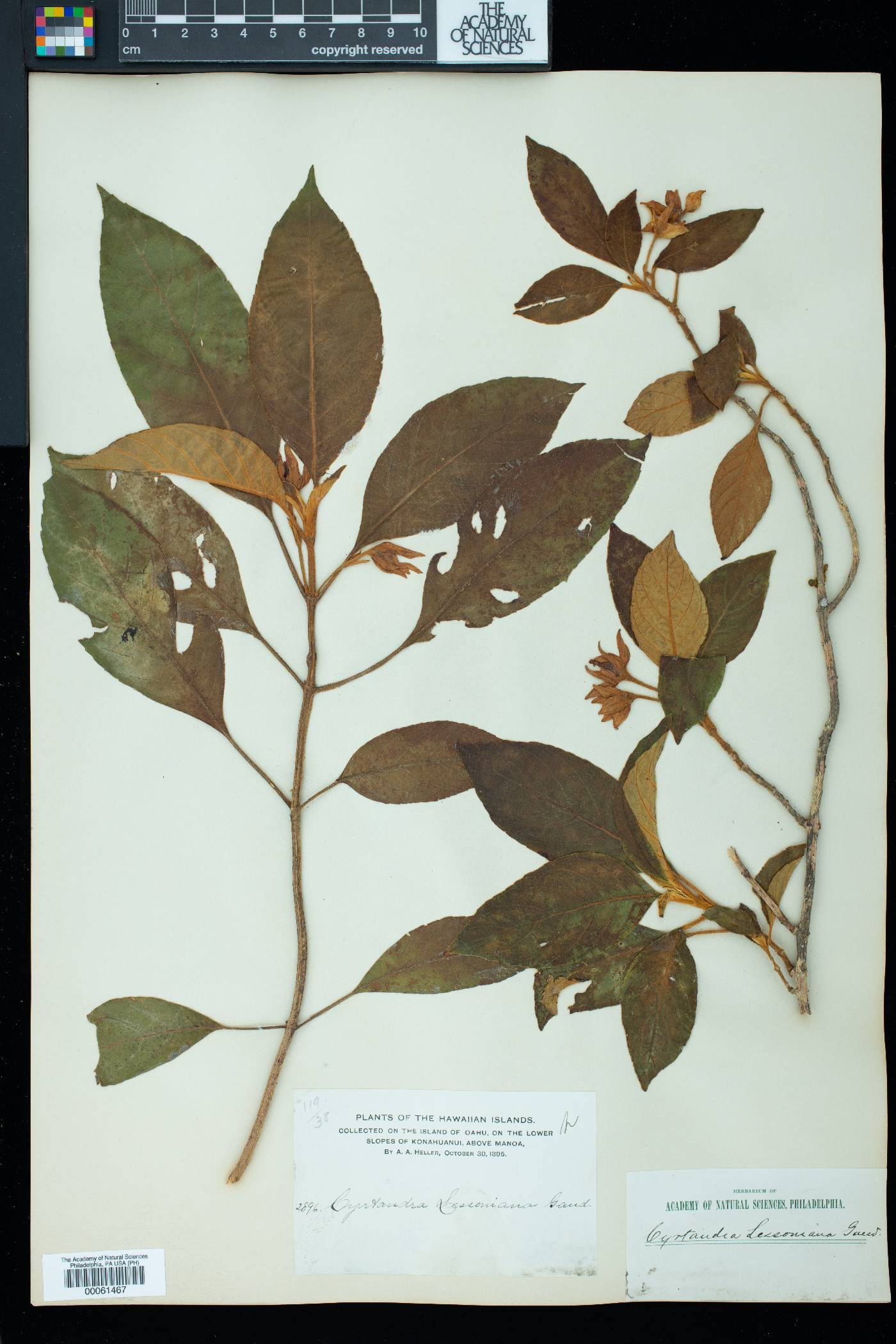 Cyrtandra lessoniana image